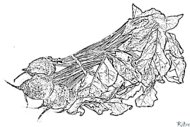 укусить Раскраски Для Печати